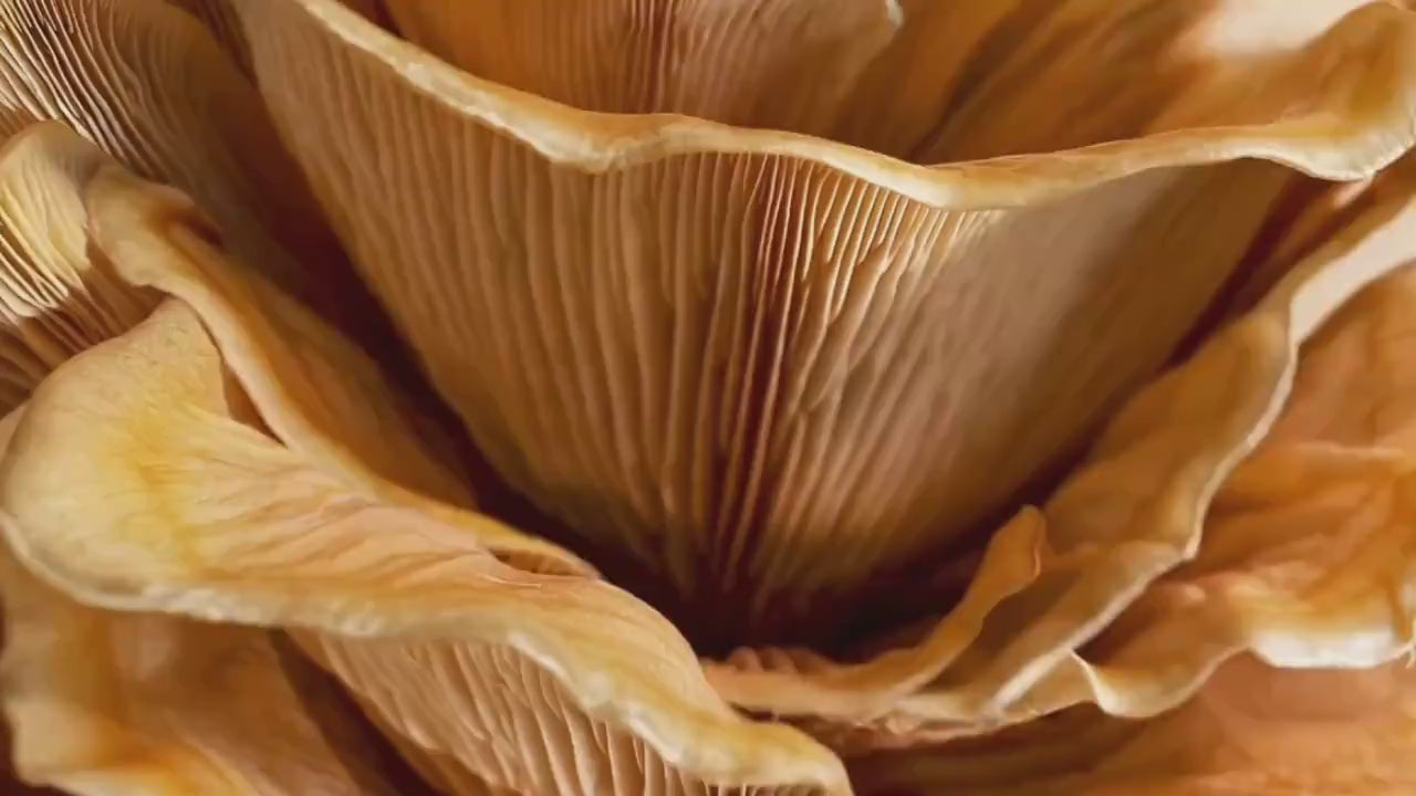 Video laden: